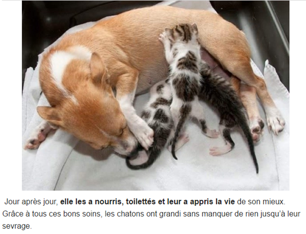 chatons-orphelins6.png