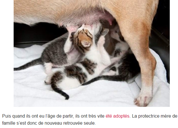 chatons-orphelins7.png