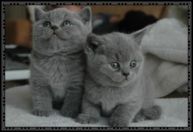 chatons.jpg