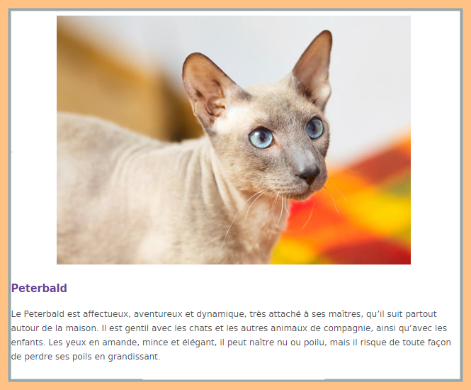 chatpeterbald.png