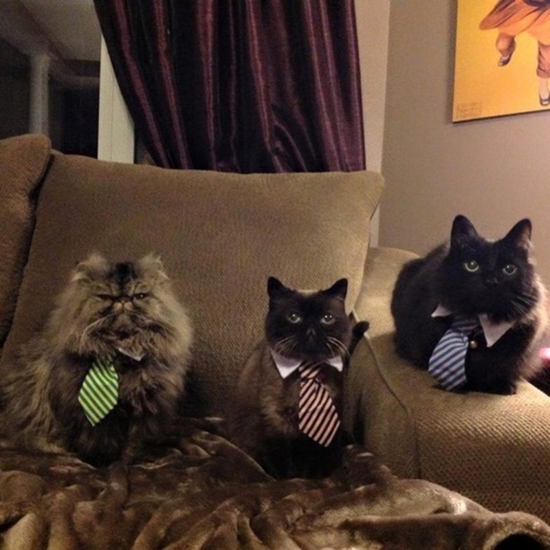 chats-cravatte.jpg