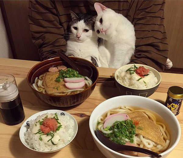 chats-diner-pour-deux.jpg