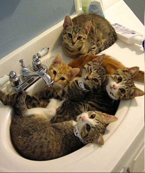chats-lavabo.jpg