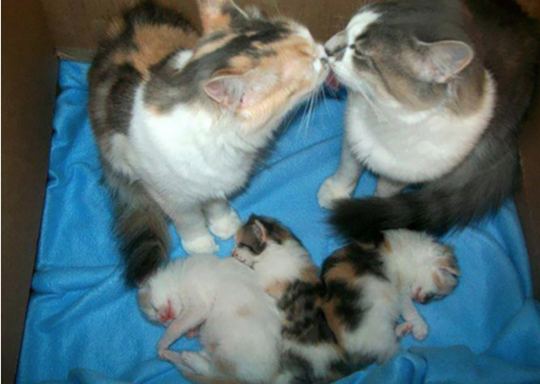 chats-maman-papa-et-bebes-2.png