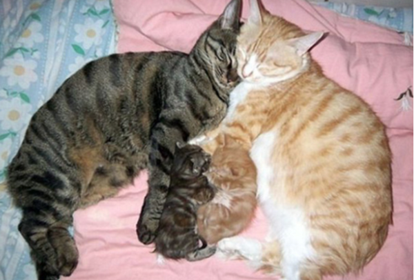 chats-maman-papa-et-bebes.png