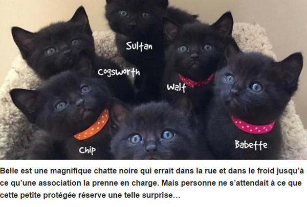 chatte-errante2.png