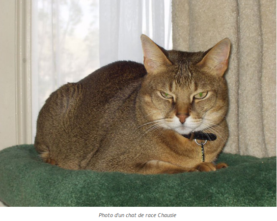 chausie-photo1.png