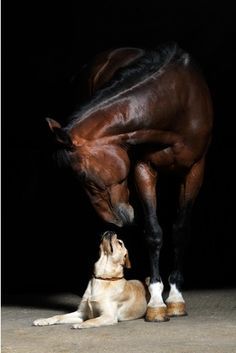 cheval-et-chien.jpg