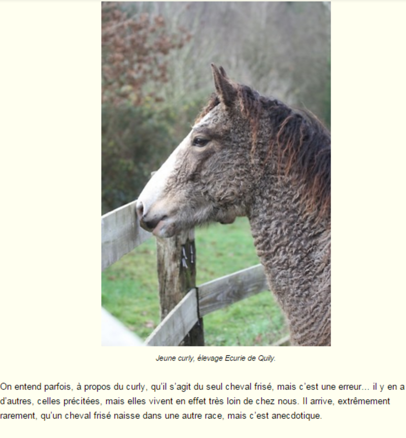 cheval-frise-photo-et-texte.png