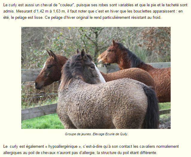 cheval-frise-photo-et-texte2.png