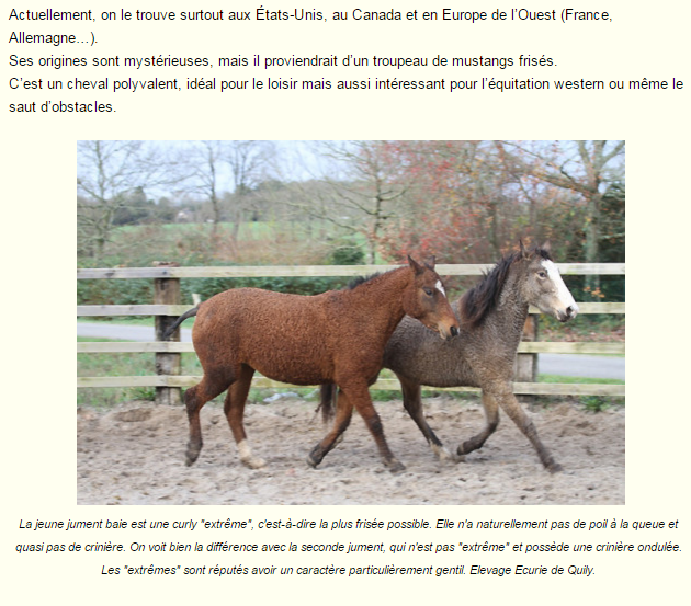 cheval-frise-photo-et-texte3.png