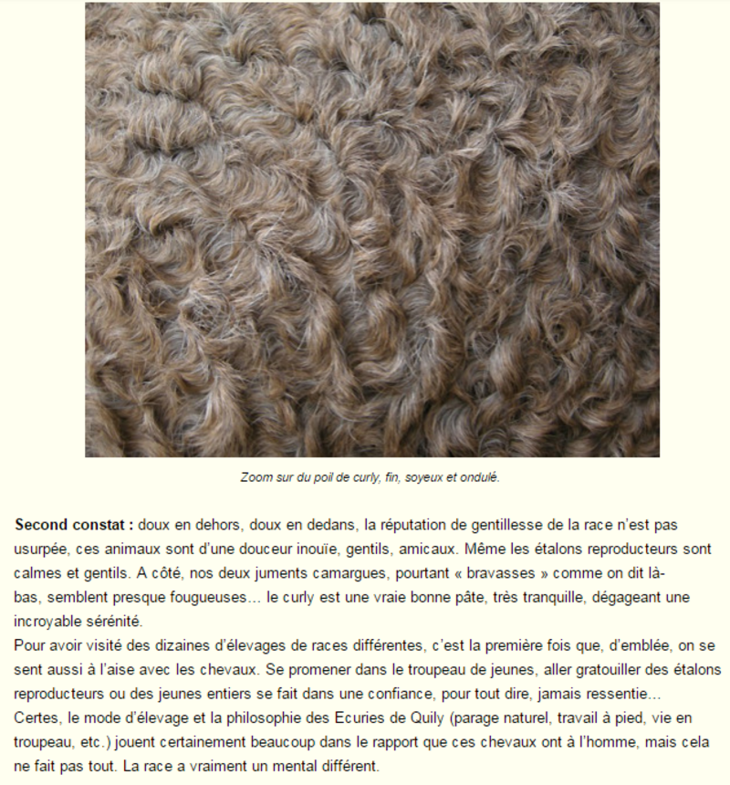 cheval-frise-photo-et-texte4.png