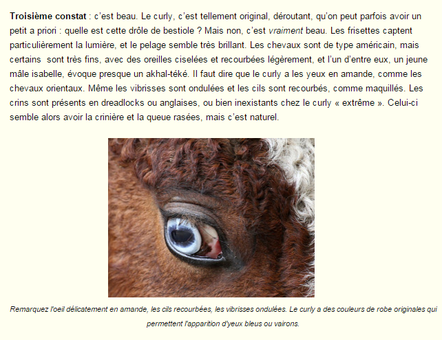 cheval-frise-photo-et-texte5.png