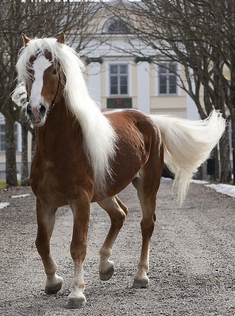 cheval-haflinger.jpg