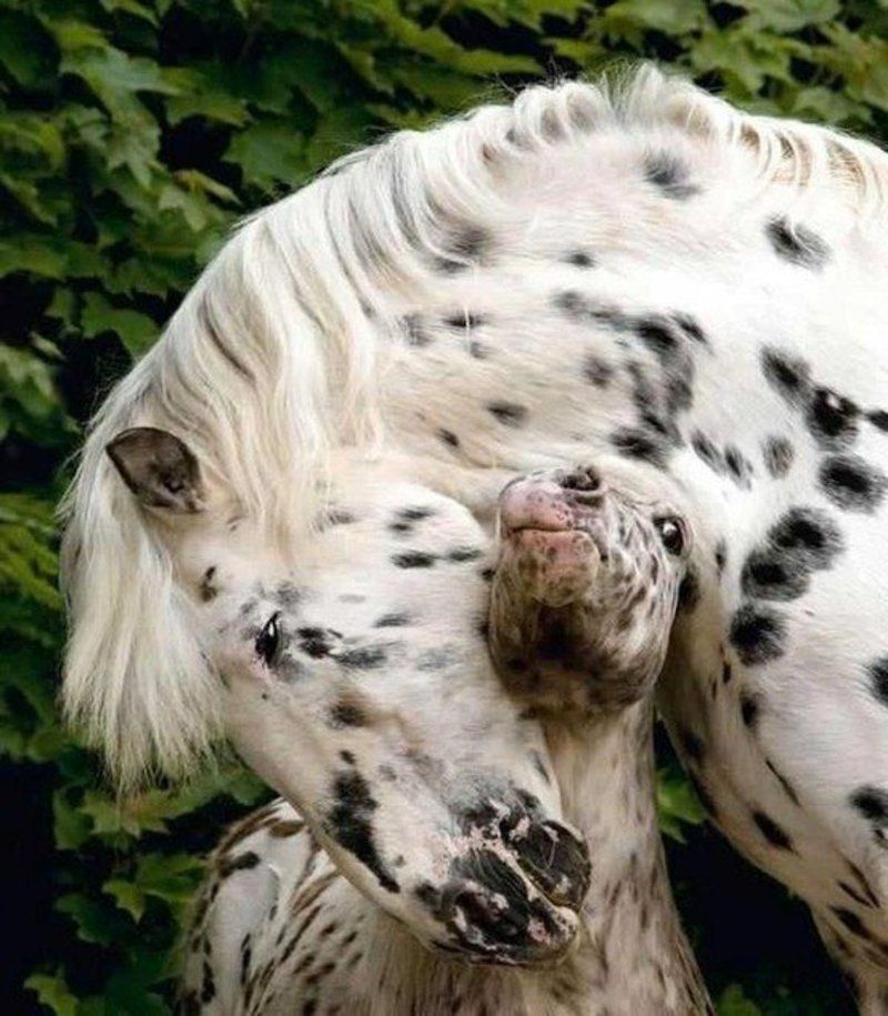 cheval-maman-et-bebe.jpg
