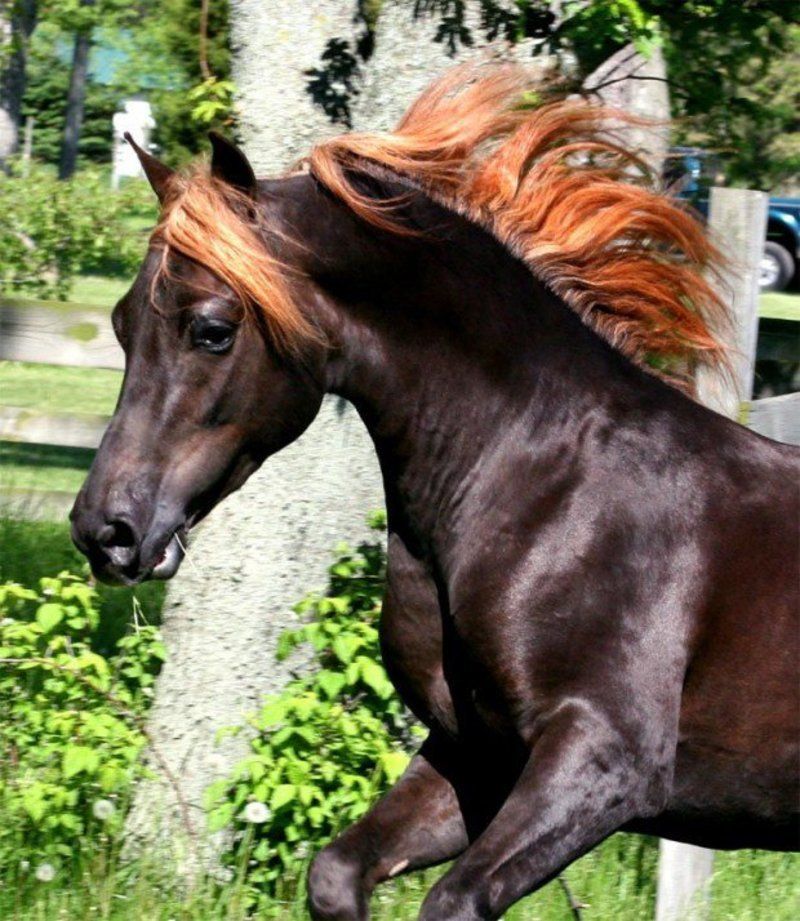 cheval13-morgan-horse.jpg