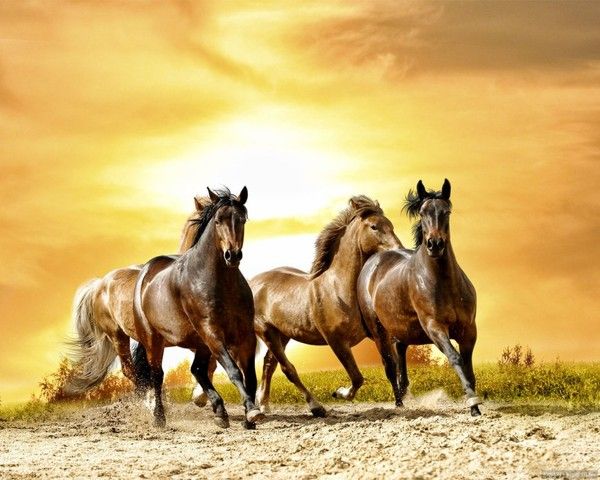 chevaux.jpg