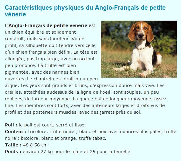 chien-anglo-titre.png