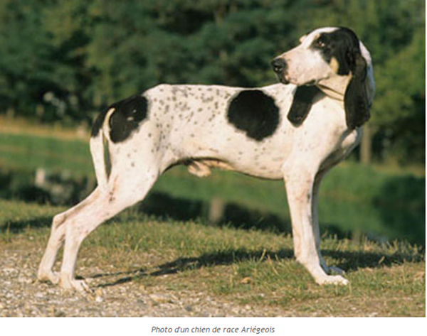chien-ariegeois-photo1.png
