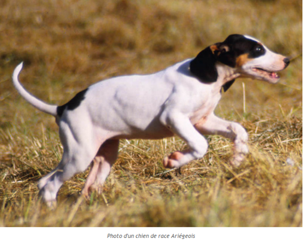 chien-ariegeois-photo2.png