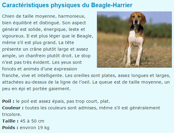 chien-beagle-harrier-texte.png