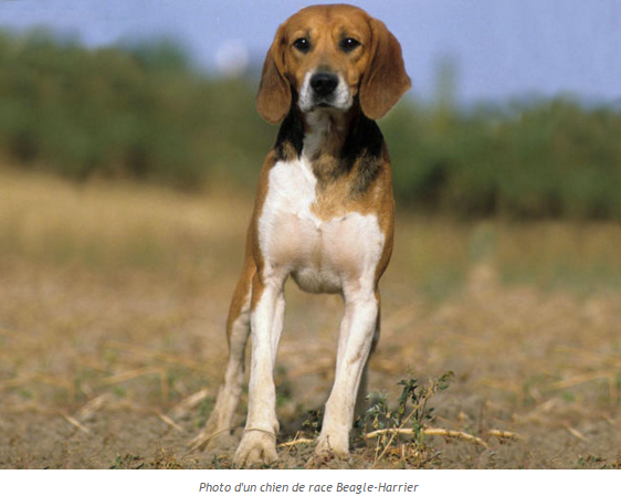 chien-beagle-harrier.png