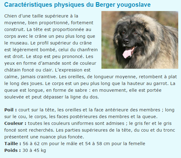 chien-berger-yougoslave-texte.png