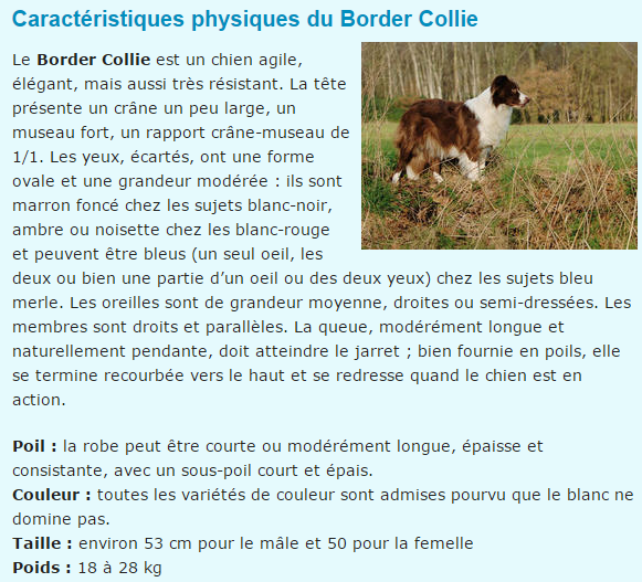 chien-border-collie-texte.png