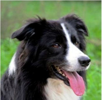 chien-border-collies.png