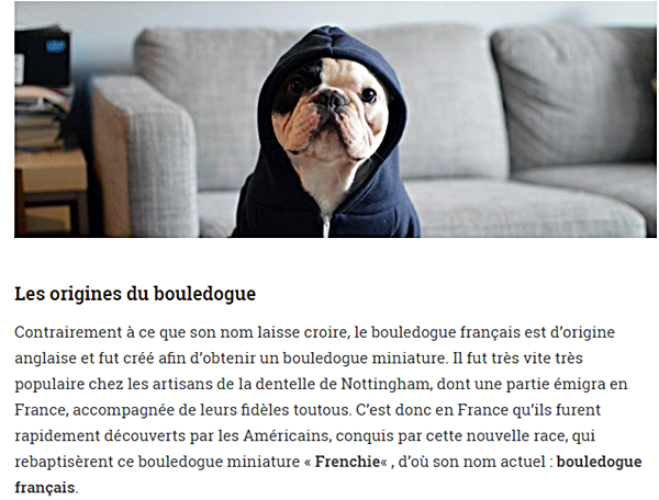 chien-bouledogue-francais_2.png