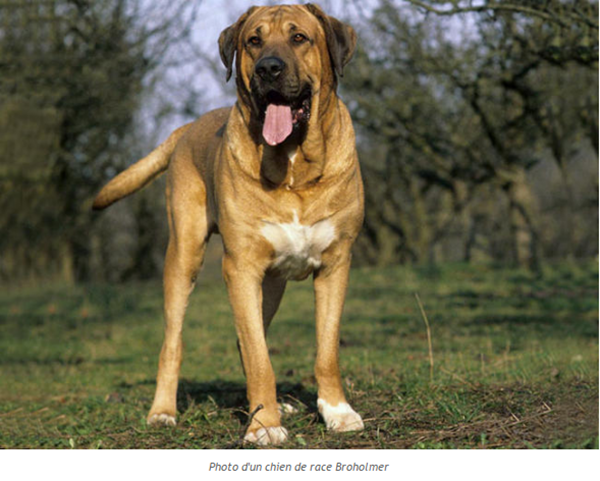 chien-broholmer-photo1.png