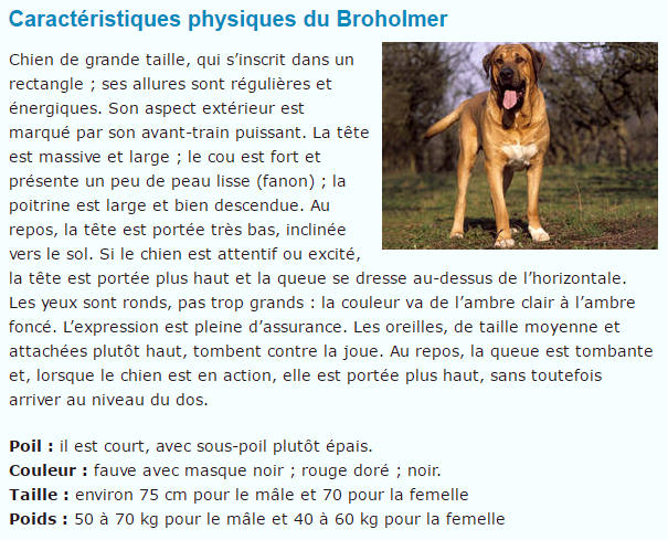 chien-broholmer-titre.png