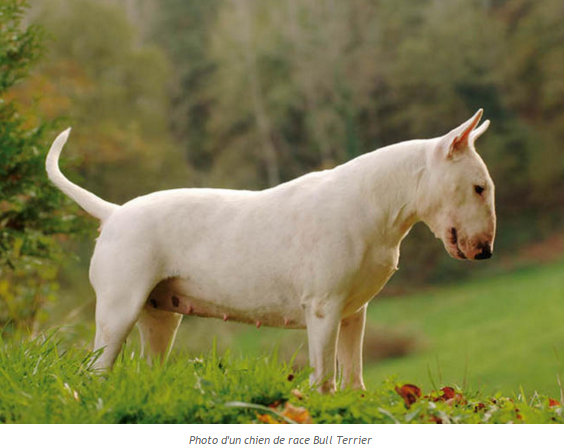 chien-bull-terrier-photo1.png