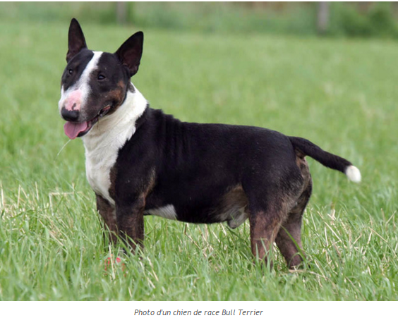 chien-bull-terrier-photo2.png