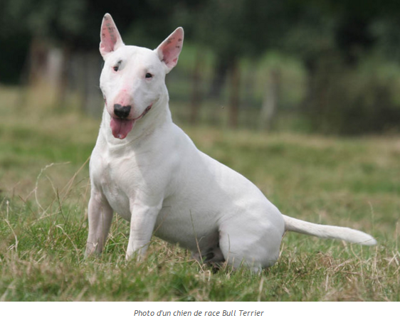 chien-bull-terrier-photo3.png