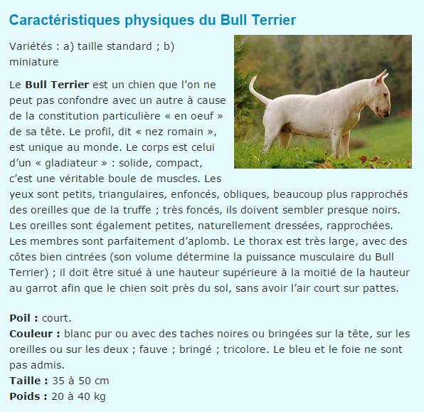 chien-bull-terrier-texte.png