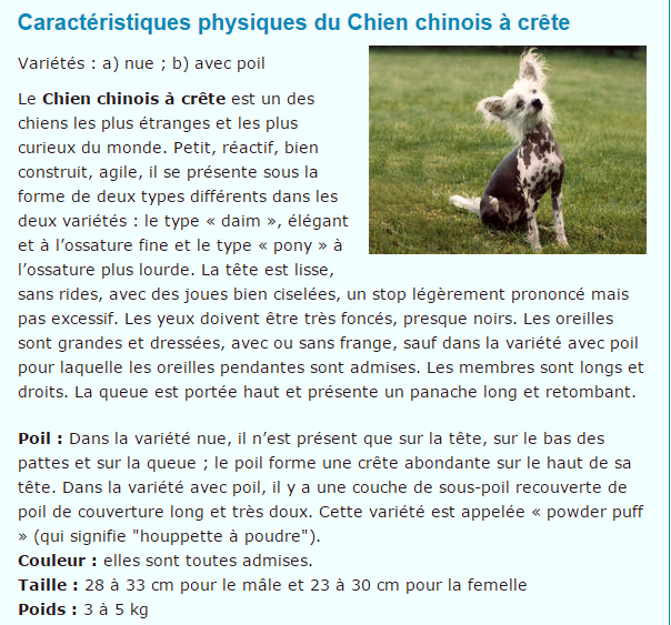 chien-chinois-titre.png