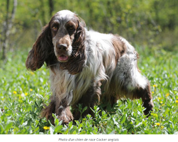 chien-cocker-anglais-photo2.png