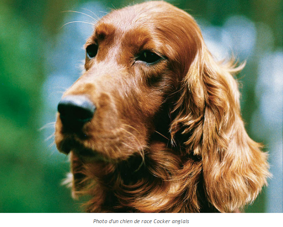 chien-cocker-anglais-photo3.png
