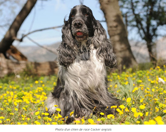 chien-cocker-anglais-photo4.png