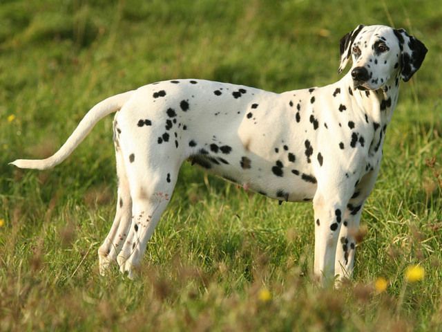 chien-dalmatien-photo-2.jpg