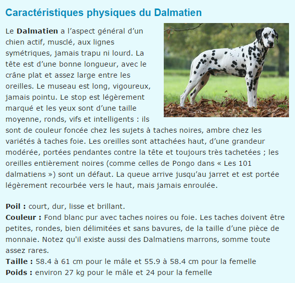 chien-dalmatien-phototexte.png