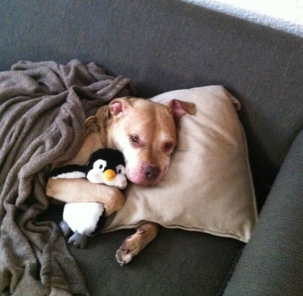 chien-dort-avec-pingouin.png