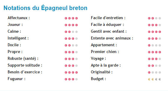 chien-epagneul-breton-note.png