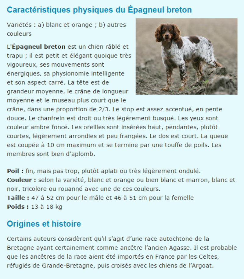 chien-epagneul-breton-texte1.png