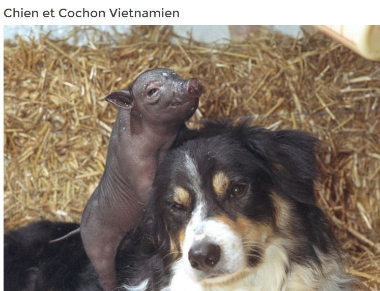 chien-et-cochon-vietnamien-photo-titre.jpg