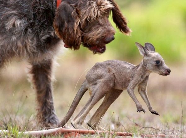 chien-et-kangourou-photo2.jpg