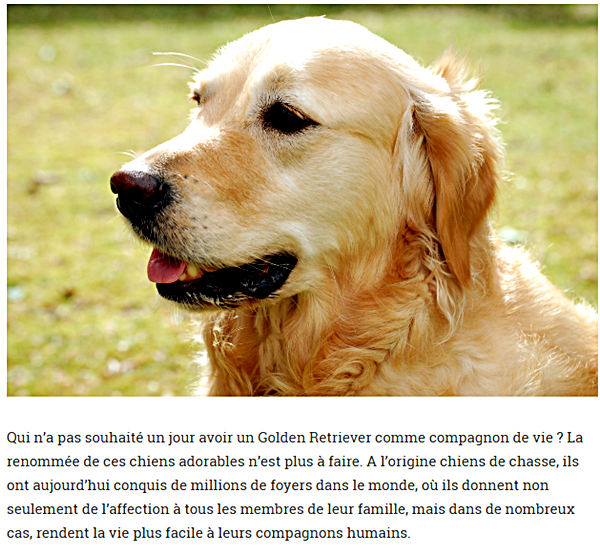 chien-golden-retriever.png