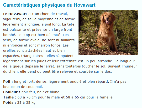 chien-hovawart-texte1.png