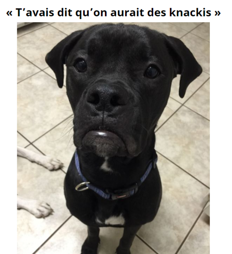 chien-marrant-knakies.png